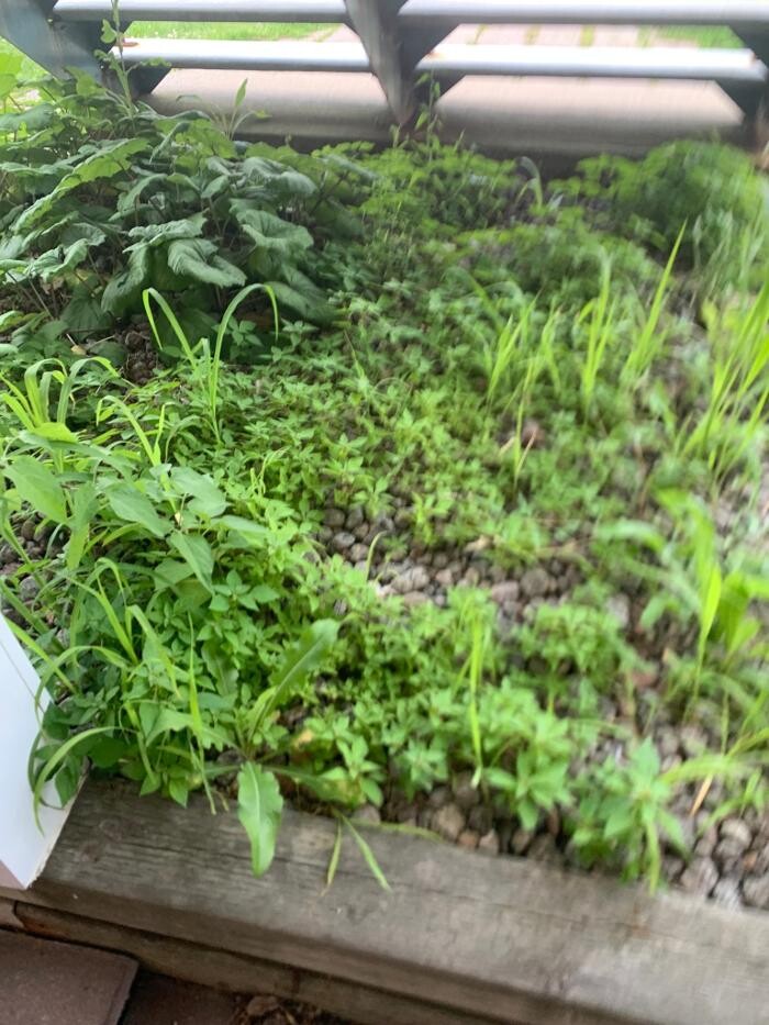 Images VERTLEX - Services Paysagers