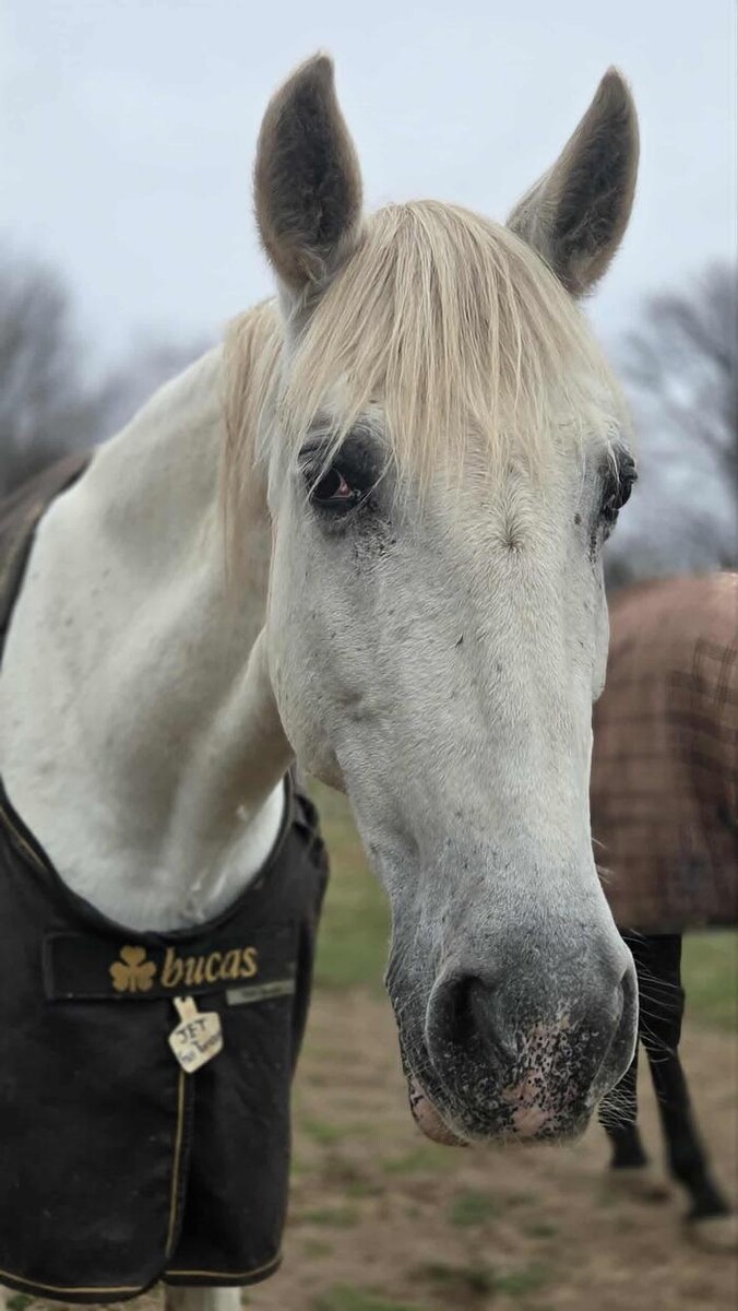 Images Muzzle Up Equine Society