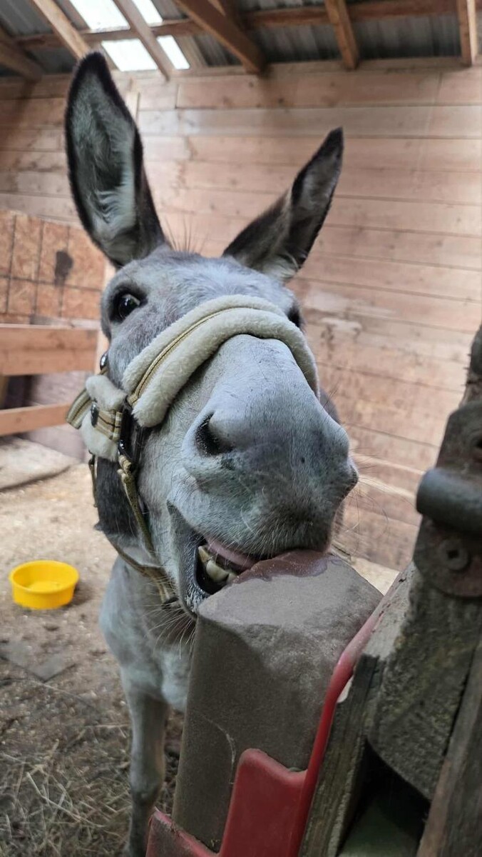 Images Muzzle Up Equine Society