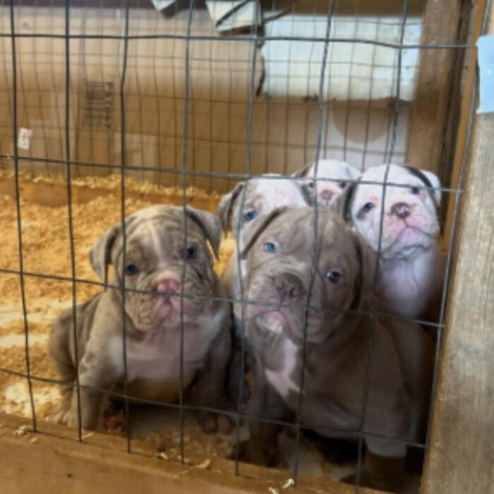 Images Flowers Family Bulldogges