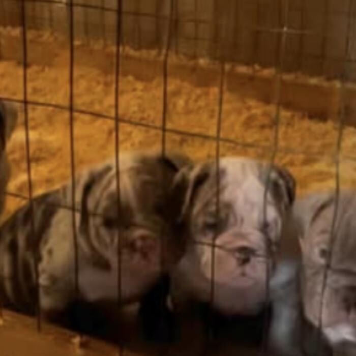 Images Flowers Family Bulldogges