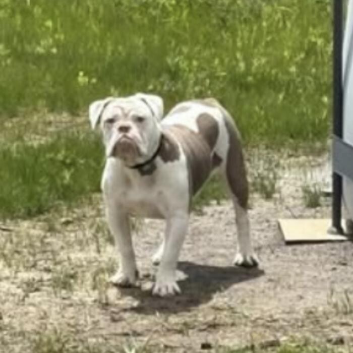 Images Flowers Family Bulldogges