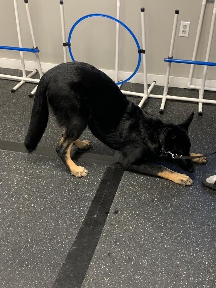 Images K-9 Solutions Mobile Dog Training