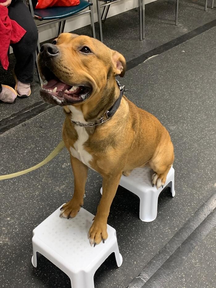 Images K-9 Solutions Mobile Dog Training