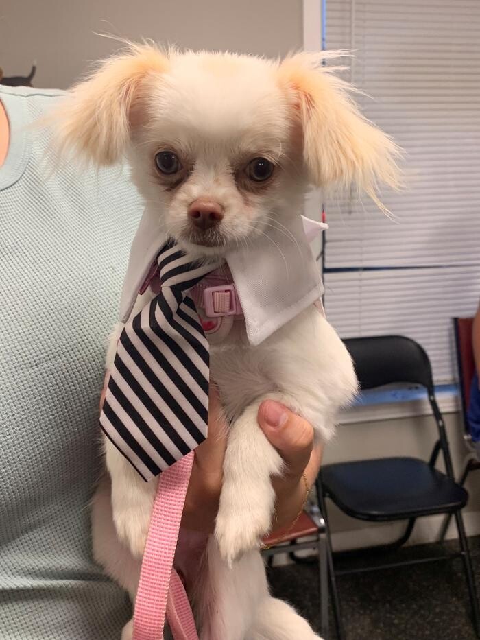 Images K-9 Solutions Mobile Dog Training