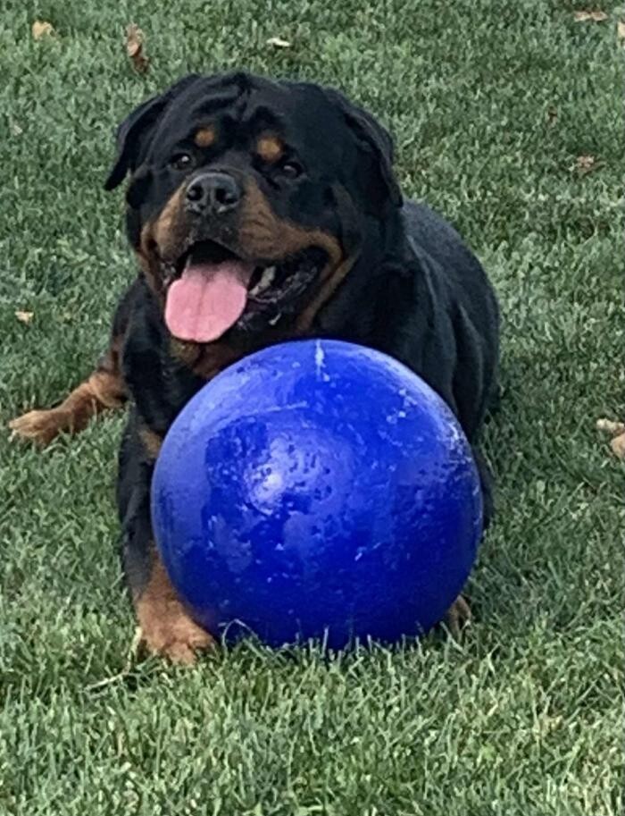 Images K-9 Solutions Mobile Dog Training