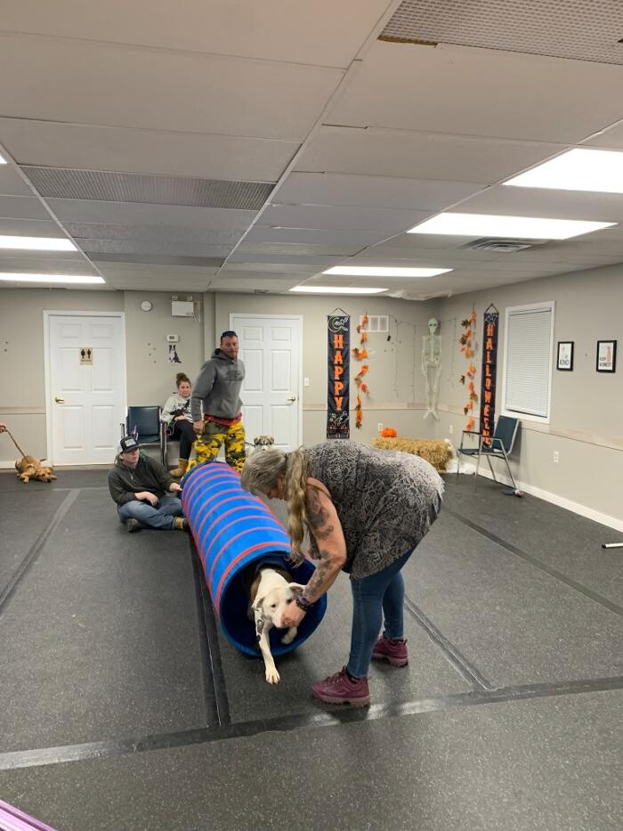 Images K-9 Solutions Mobile Dog Training