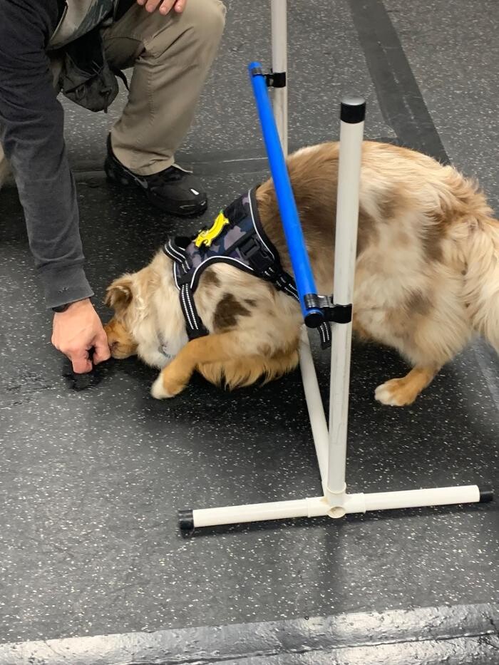 Images K-9 Solutions Mobile Dog Training