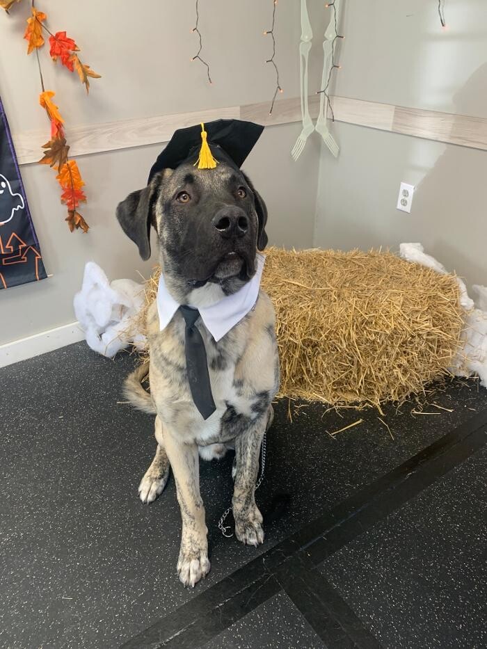 Images K-9 Solutions Mobile Dog Training