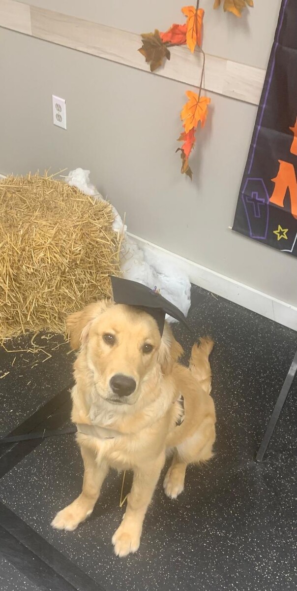 Images K-9 Solutions Mobile Dog Training