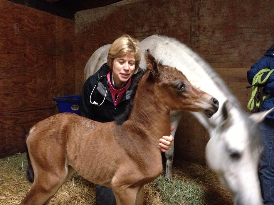 Images Golden Ears Equine Services