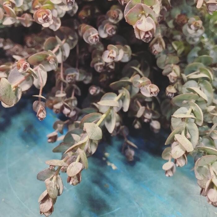 Images The Meyer Floral Co Inc