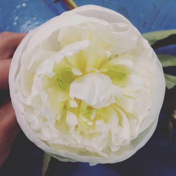 Images The Meyer Floral Co Inc