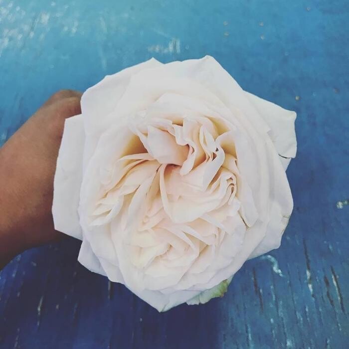 Images The Meyer Floral Co Inc