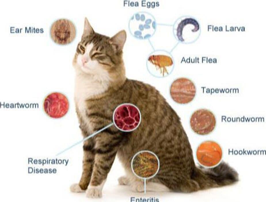 Images Cedar Grove Animal Hospital Ltd