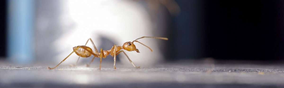 Images Maritime Pest Control Inc.