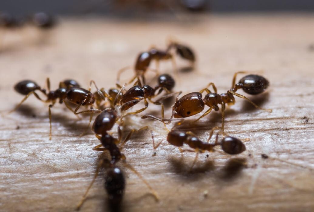 Images Maritime Pest Control Inc.