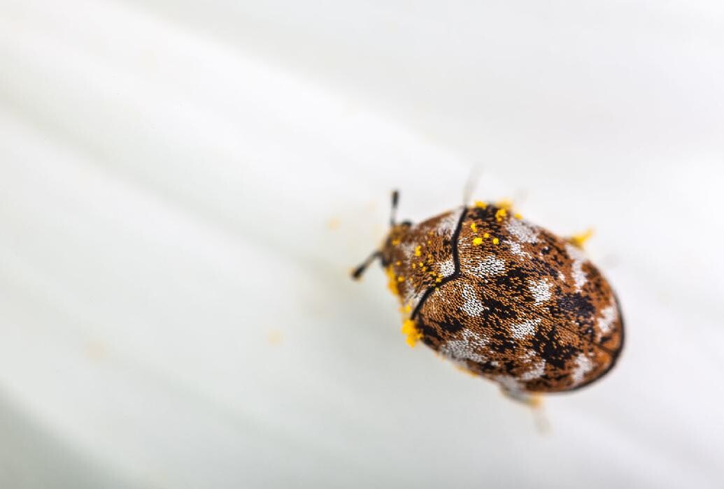 Images Maritime Pest Control Inc.