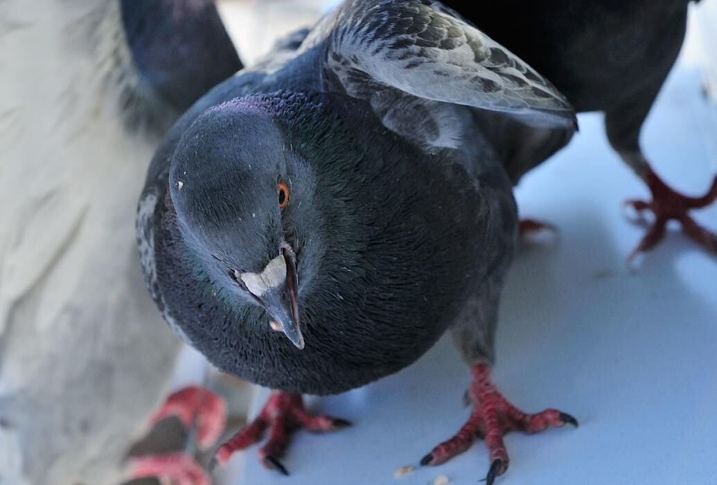 Images Maritime Pest Control Inc.