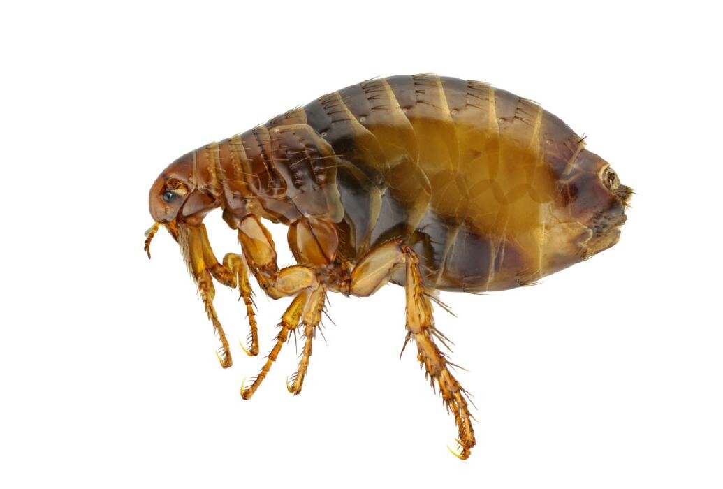 Images Maritime Pest Control Inc.