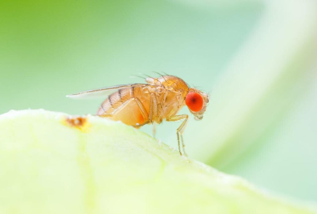 Images Maritime Pest Control Inc.