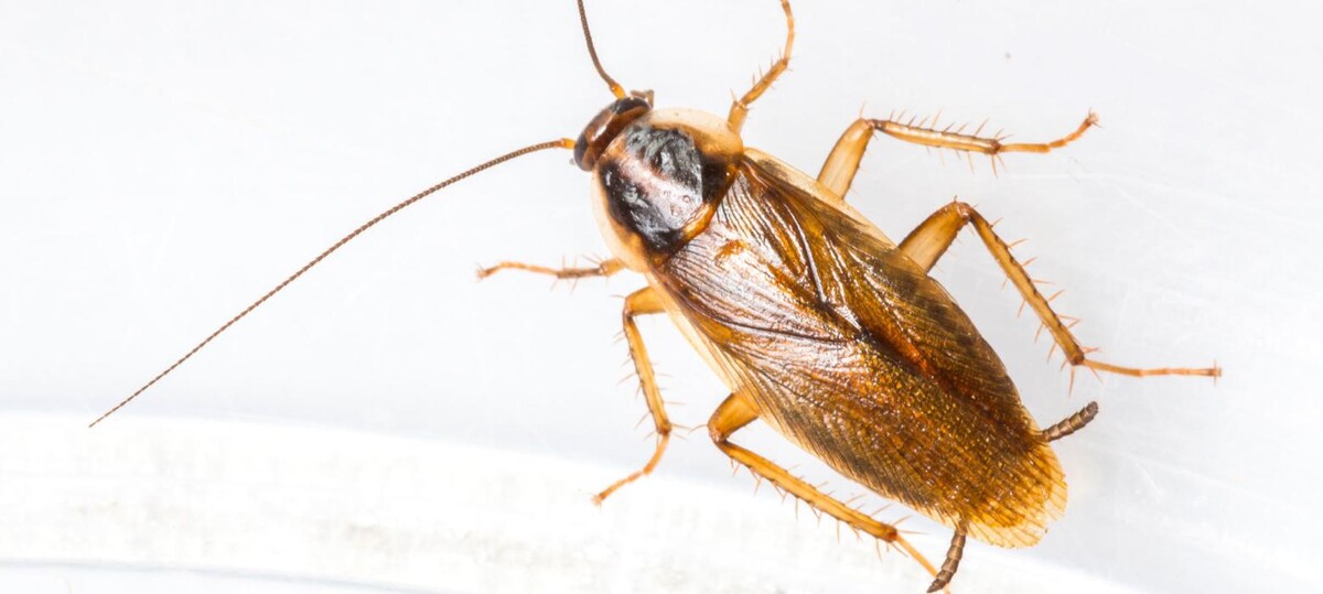 Images Maritime Pest Control Inc.