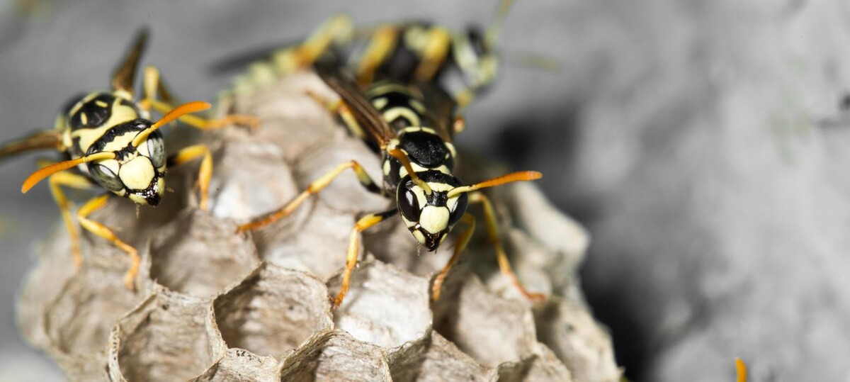 Images Maritime Pest Control Inc.