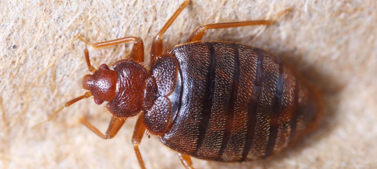 Images Maritime Pest Control Inc.