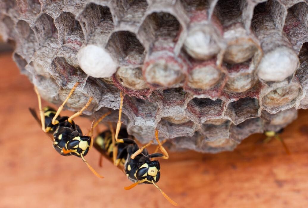 Images Maritime Pest Control Inc.