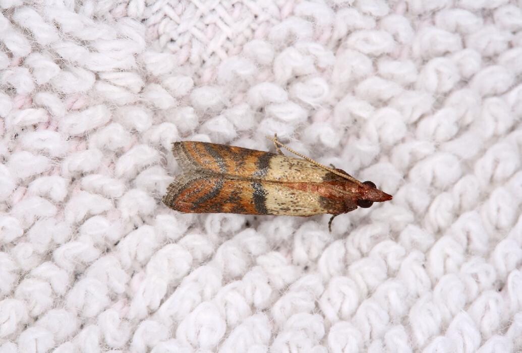 Images Maritime Pest Control Inc.