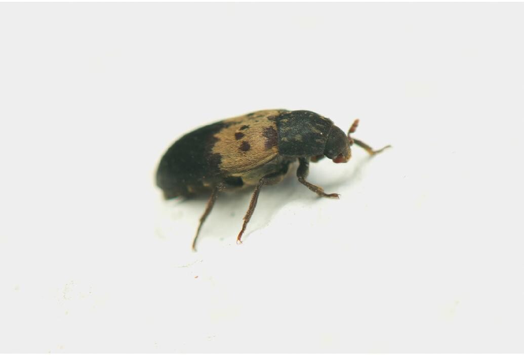 Images Maritime Pest Control Inc.