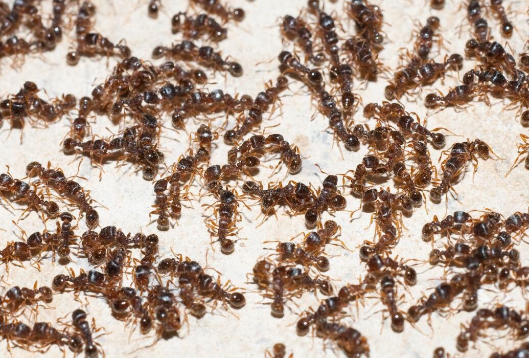 Images Maritime Pest Control Inc.