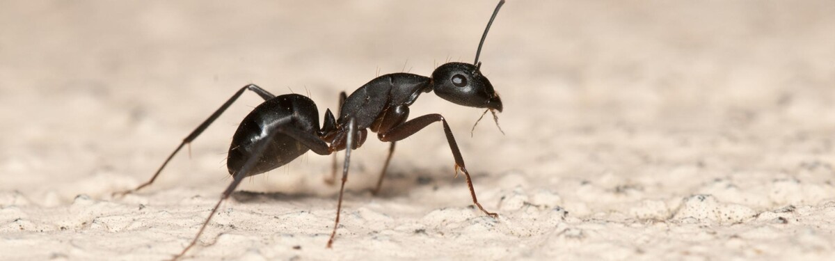 Images Maritime Pest Control Inc.