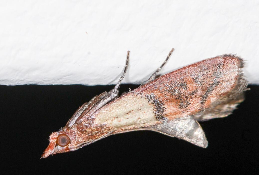 Images Maritime Pest Control Inc.