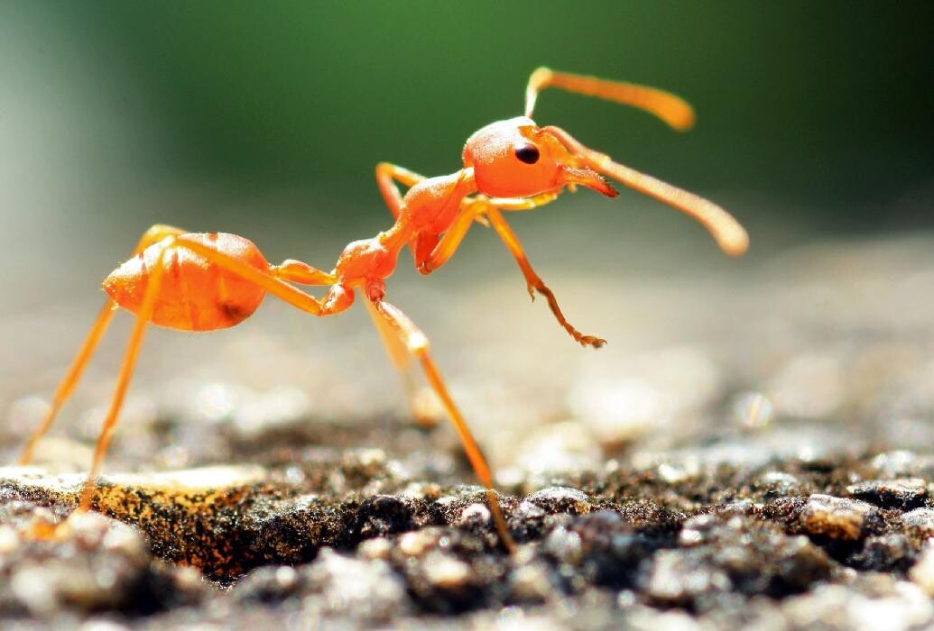 Images Maritime Pest Control Inc.