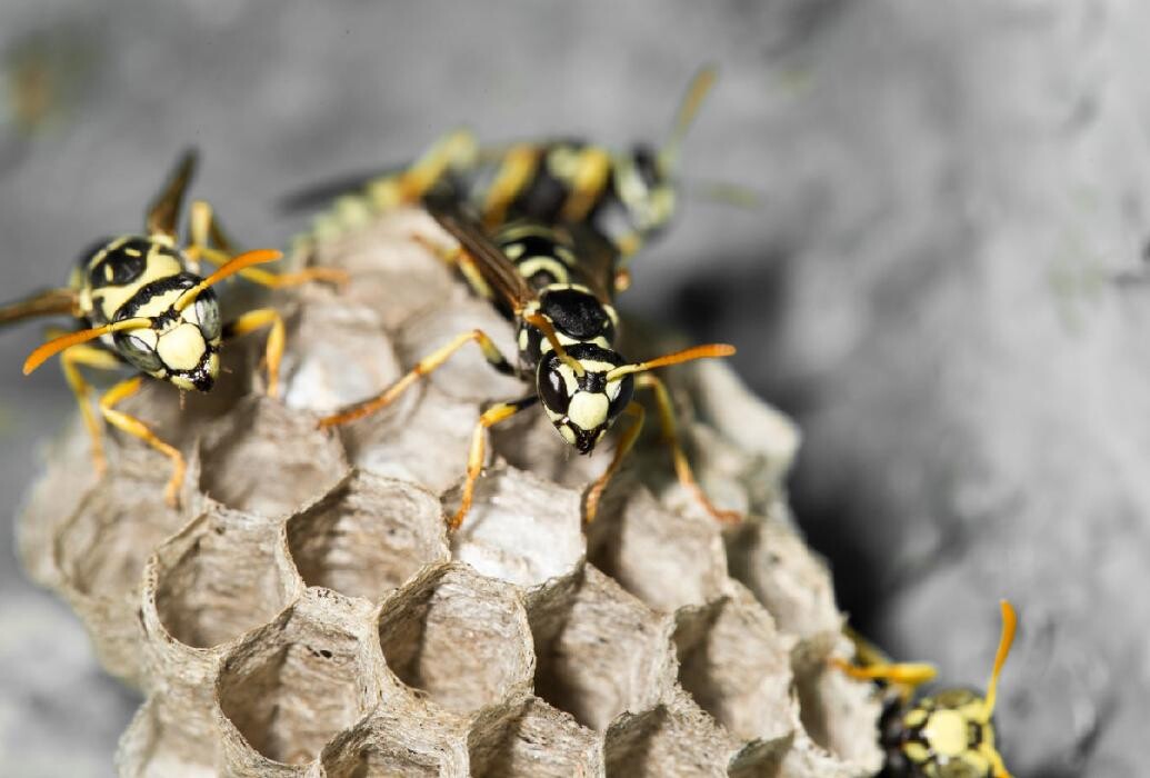 Images Maritime Pest Control Inc.
