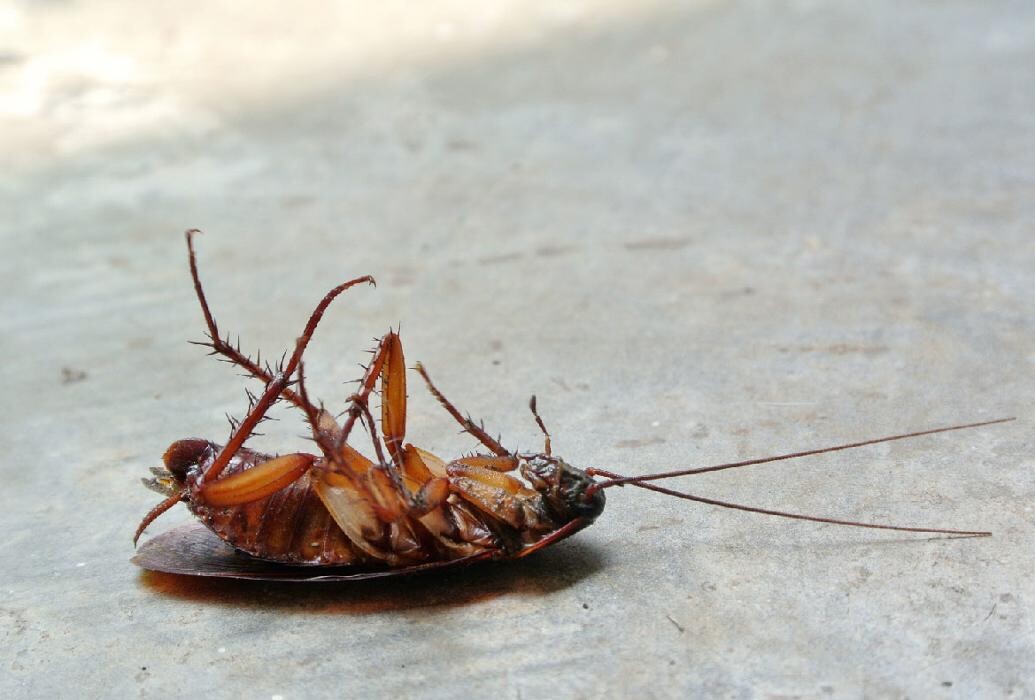 Images Maritime Pest Control Inc.
