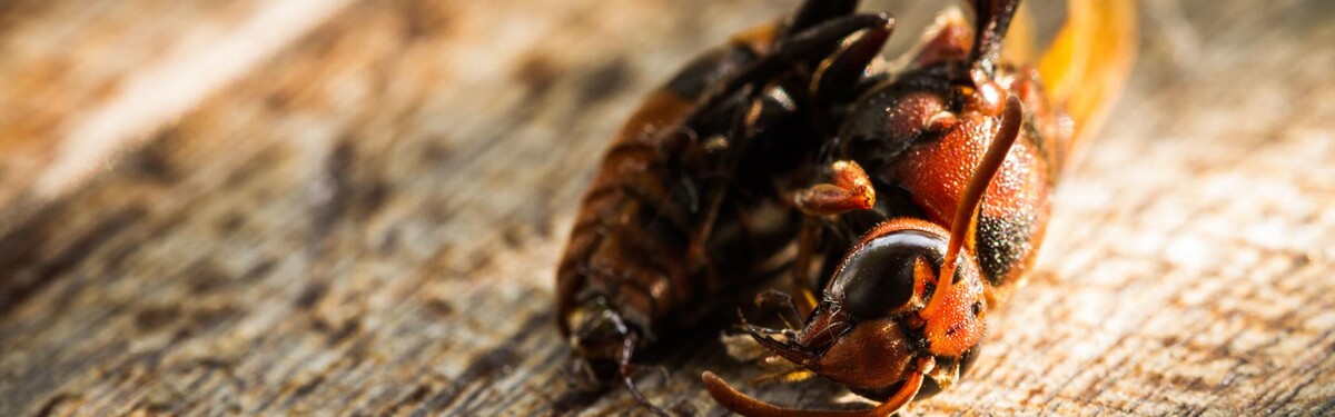 Images Maritime Pest Control Inc.