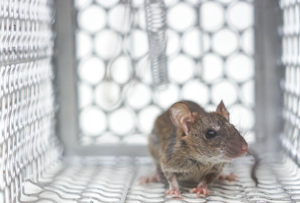 Images Maritime Pest Control Inc.