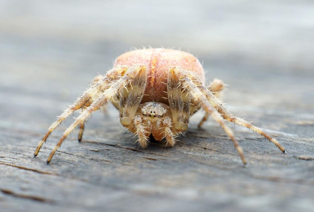 Images Maritime Pest Control Inc.