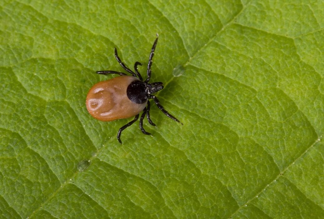 Images Maritime Pest Control Inc.
