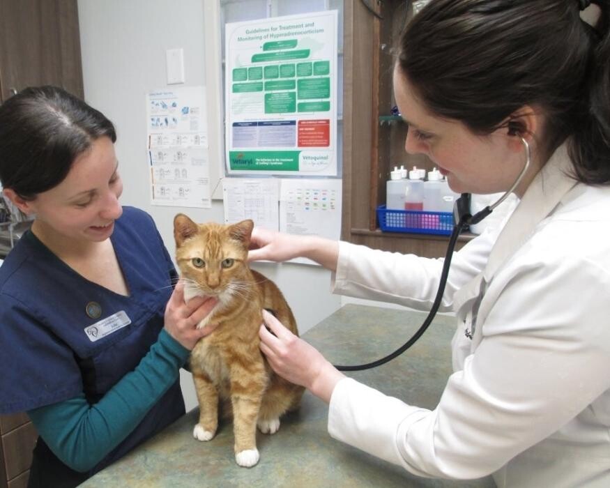 Images Anderson Animal Hospital