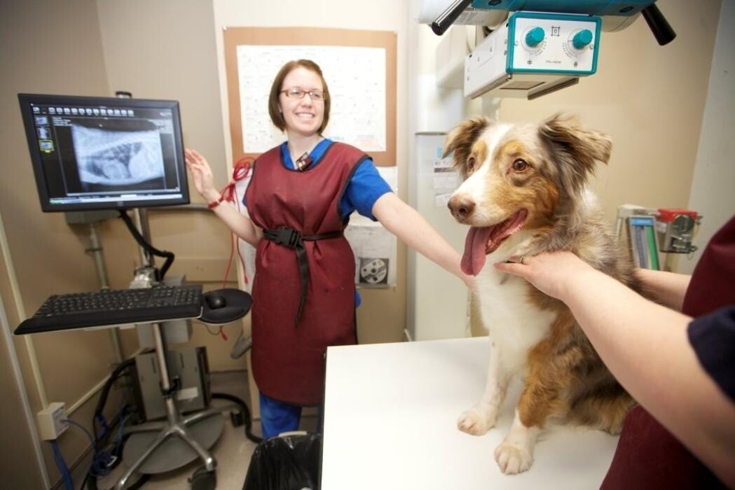 Images Anderson Animal Hospital