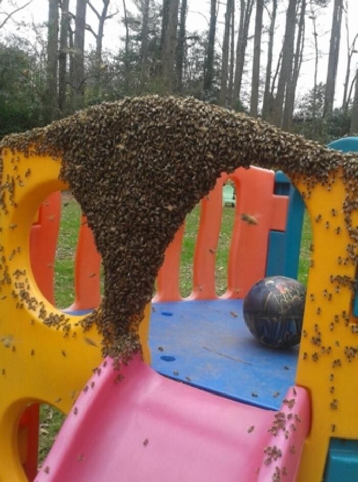 Images Pesco Pest Control