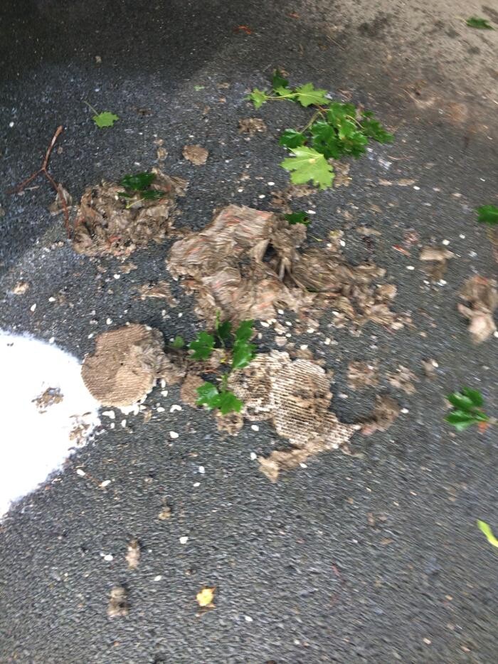 Images Pesco Pest Control
