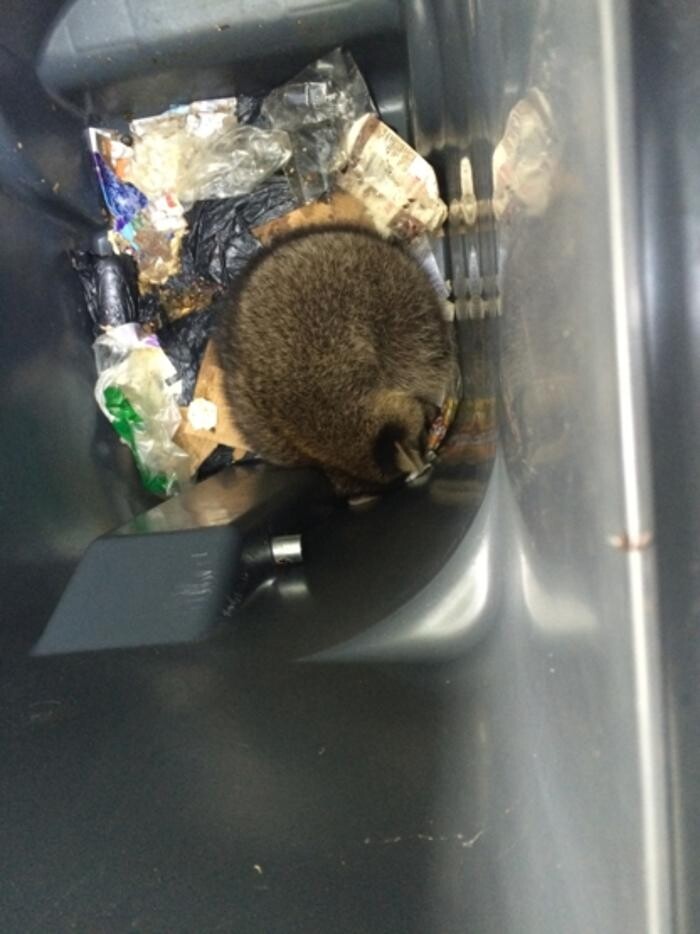 Images Pesco Pest Control