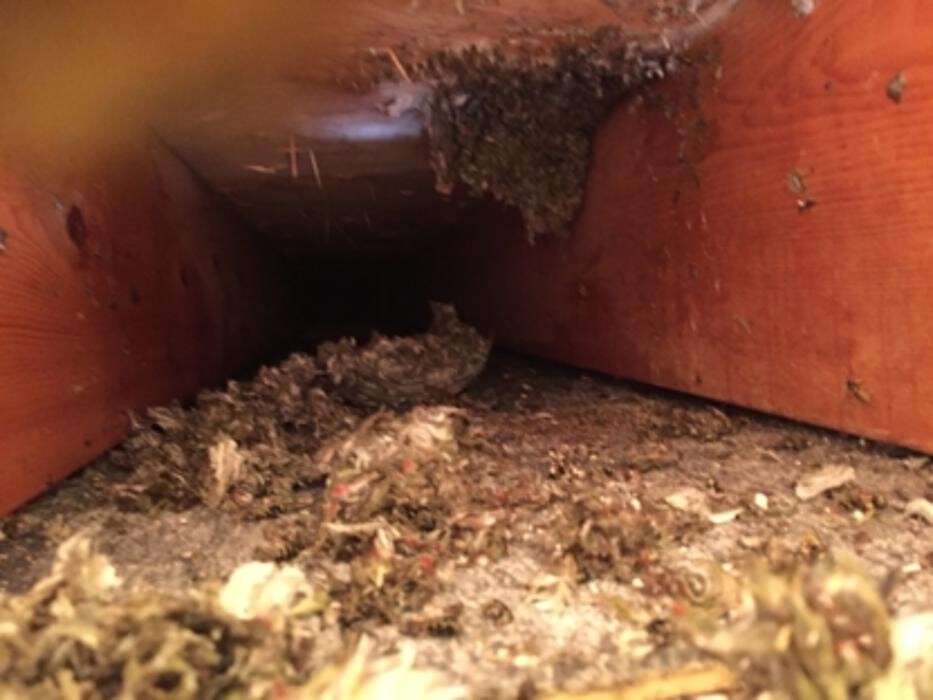 Images Pesco Pest Control