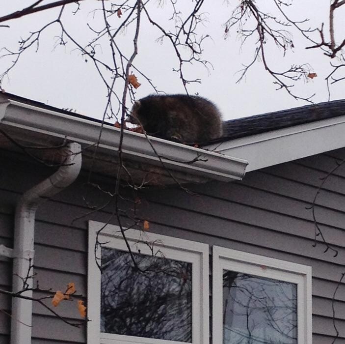 Images Pesco Pest Control