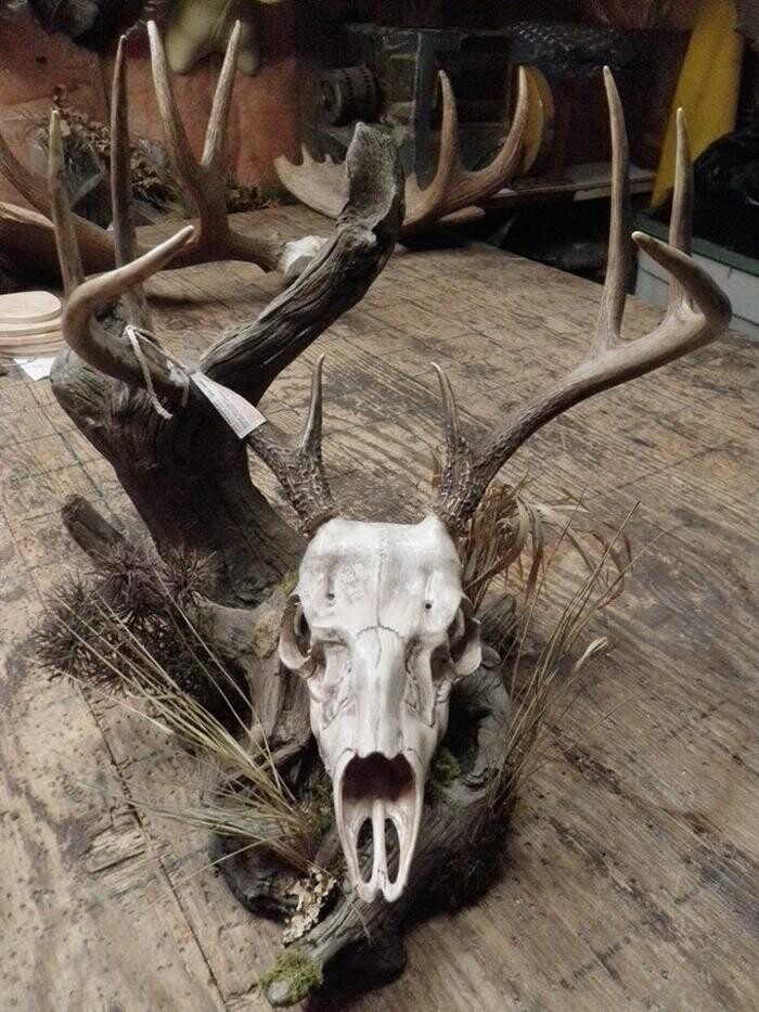 Images Bruin Taxidermy