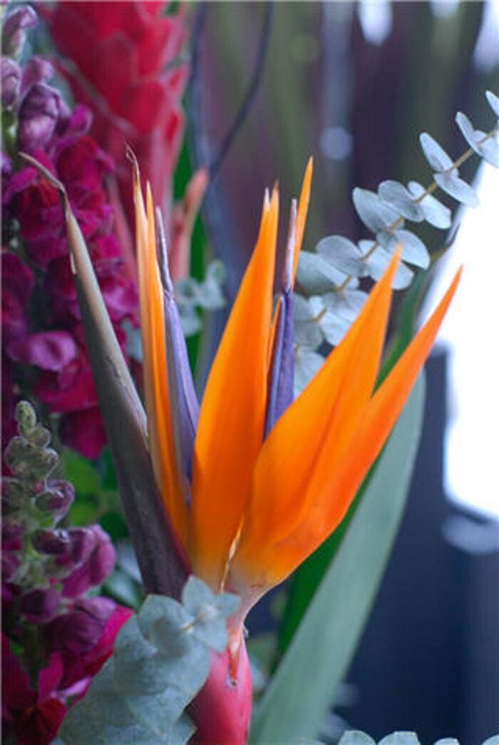 Images Patricia Christina's Flowers